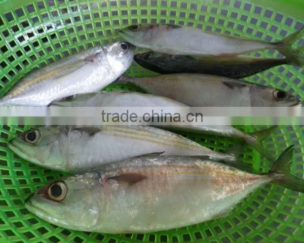 FROZEN INDIAN MACKEREL
