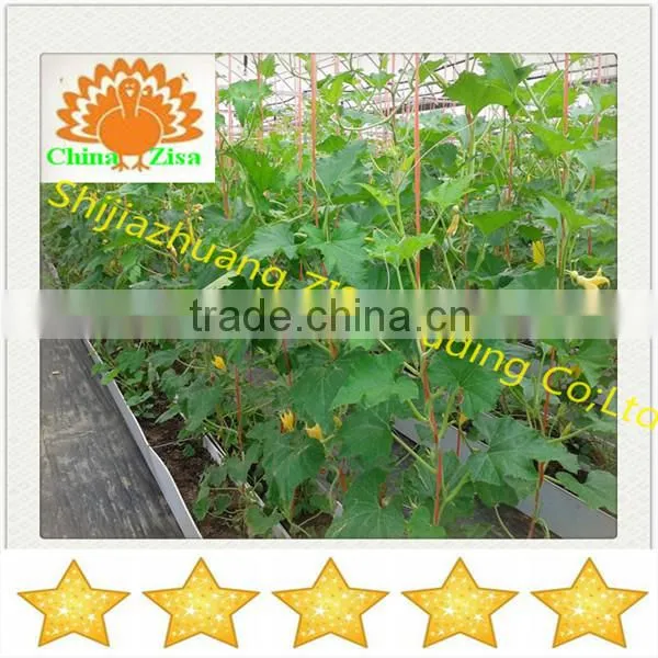 HDPE Vegetablesgreenhouse Growing Tray and Grow Box
