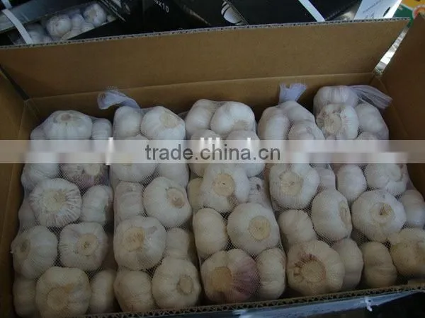 Chinese New Garlice Price photo-4