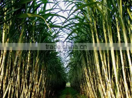 Frozen Sugarcane Sticks
