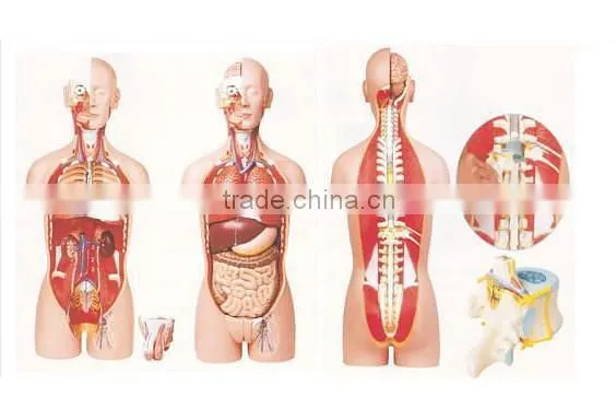human body model,DAPPER DAN TORSO 14-PARTS