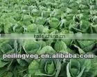Fresh Round Cabbage Wholesale From China