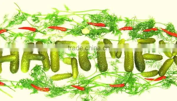Vietnam Preserved Gherkins & Pickled Cucumbers in Jar - Cheap Price and Good Quality! photo-2
