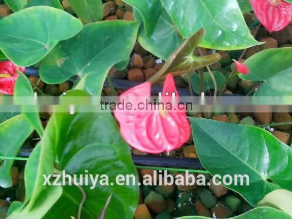 High Quality Reliable Floral Form for Flower Arrangments&wedding photo-4