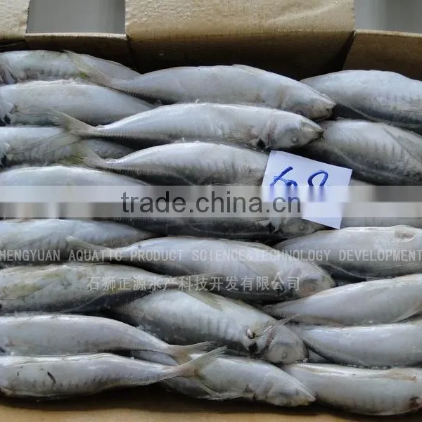 Frozen Fish Frozen Horse Mackerel 60--80 photo-5