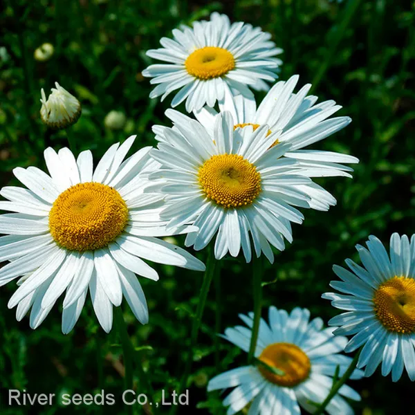 500g Online Sale Mix F1 Bulk Loose African Daisy Gerbera Flower Seeds for Planting photo-3