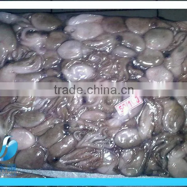 Frozen Whole Squid photo-2