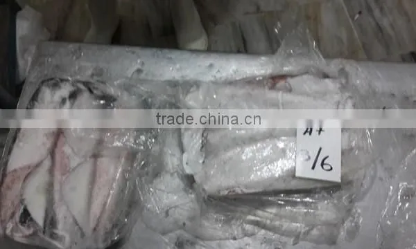 Loligo Squid photo-2