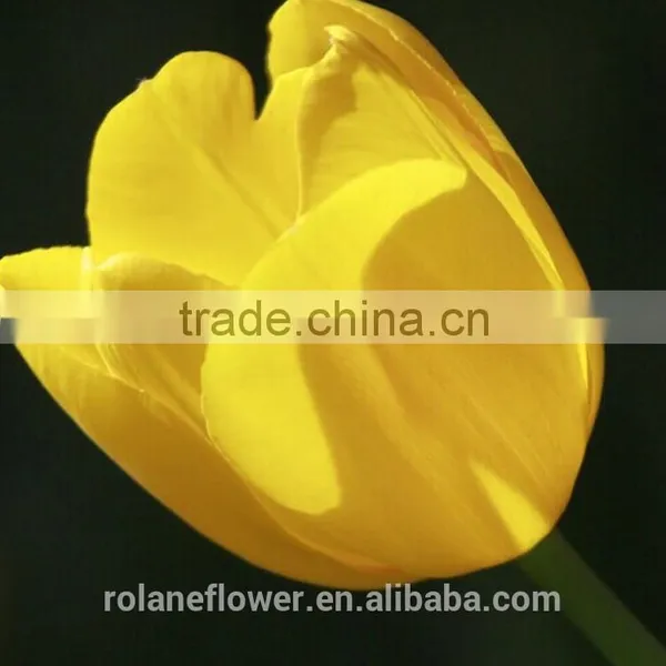 Kunming Suply 2016 High Quality Fresh Cut Yellow Tulip Plant photo-4