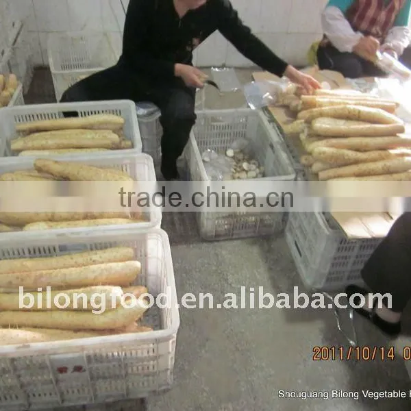 Fresh Chinese Yam From New Crop in 2016 photo-2