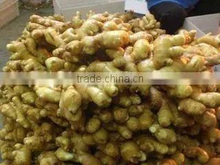 Ginger Root Extract Ginger Powder Natural Pure Spices photo-5