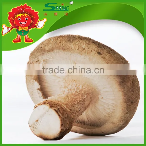 Best Fresh Matsutake Mushroom for Sale Frozen Mushrooms
