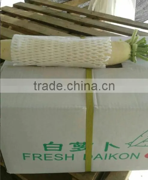 Fresh Chinese White Radish on Sale photo-6