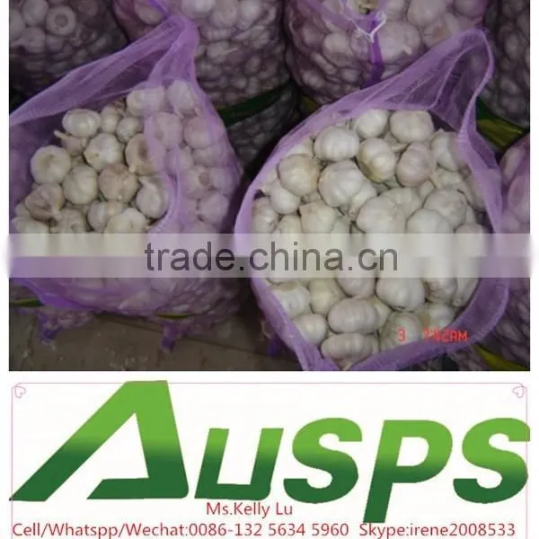 Fresh Garlic Suppliers photo-4