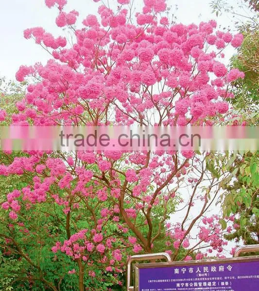 Tabebuia Pentaphylla photo-6