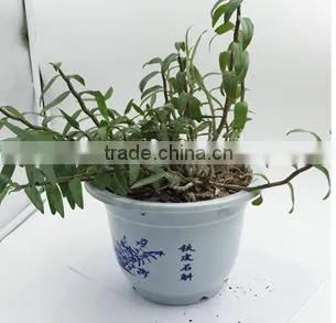 Dendrobium Seedling photo-2