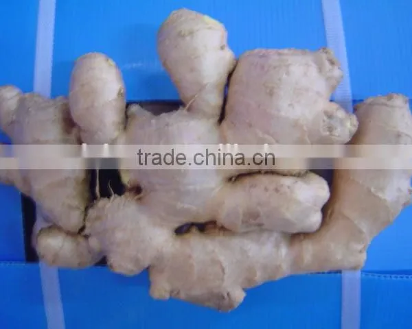 Fresh Dried Ginger photo-2