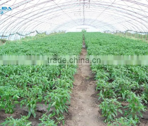 High Performance Pe Film Greenhouse For Strawberry photo-4