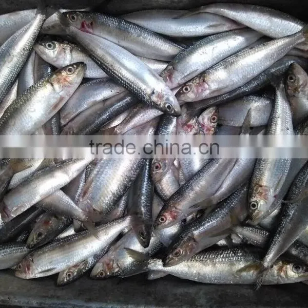 New Frozen Sardine in Fish 6-8 8-10 Pcs /kg photo-5