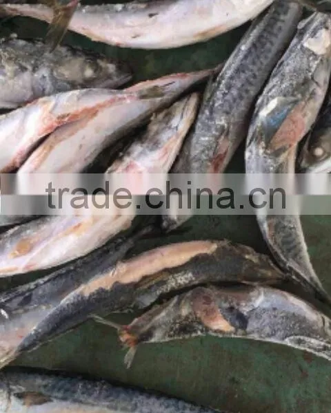 2016 NEW HOT SALE SHIPFROZEN &SeaFrozen Pacific Mackerel 200-300g photo-4