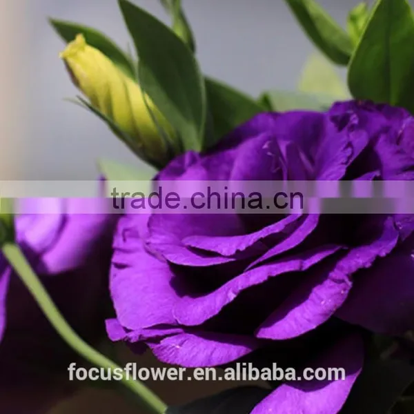 Cut Fresh Purple Eustoma Flowers For Gifts photo-4