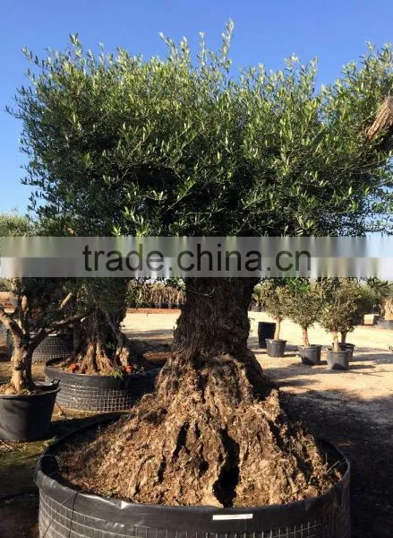 Olive Tree "Lechin"- Olea Europaea "Lechin Ejemplar" photo-5