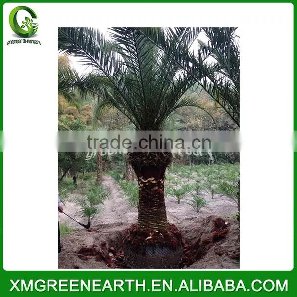 Phoenix Canariensis Palms Trunk 2-2.5 (2) photo-2