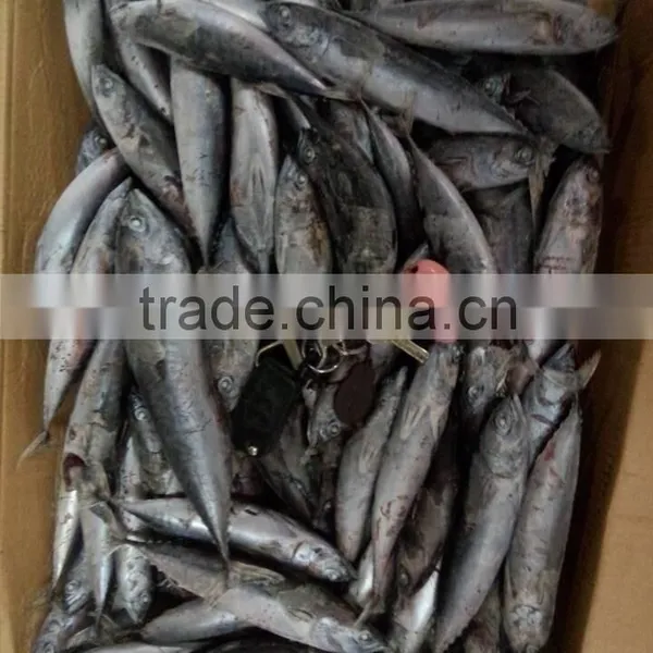 Frozen Whole Round 100-300g Bonito Tuna Fish photo-2
