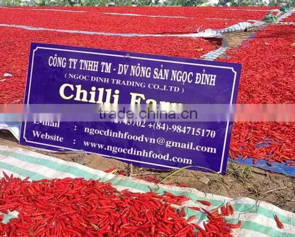 FRESH GREEN CHILLI WITH BEST PRICE ASND GOOD QUALITY photo-2