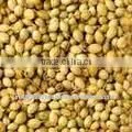 Coriander Whole
