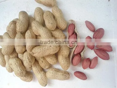 Chinese Blanched Peanut Kernels photo-3
