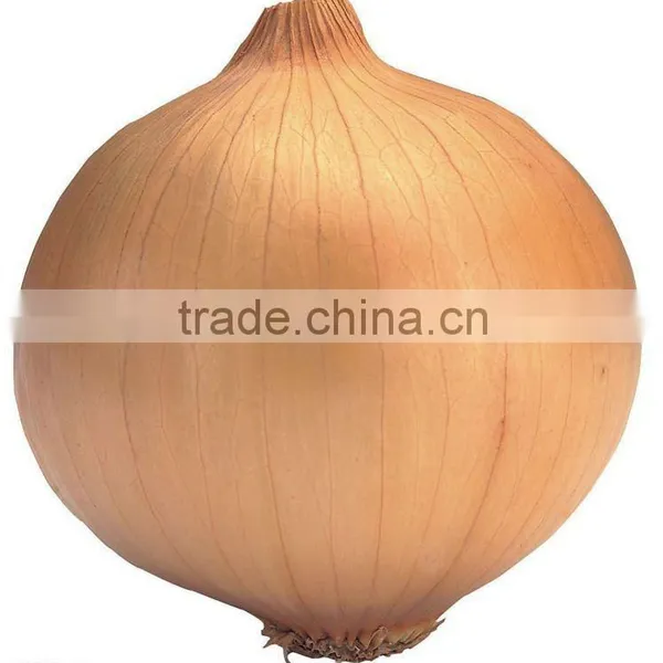 Fresh Yellow Onion in Big Size