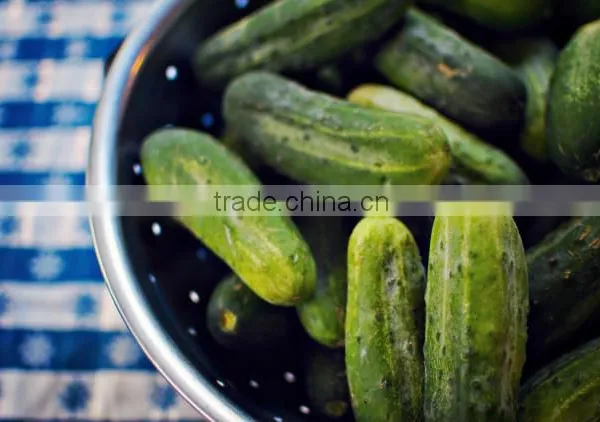 Vietnam Fresh Cucumbers, Gherkins 3-6cm in Plastic Drums for Export - Ask for Quotation! Info@hagimex.com