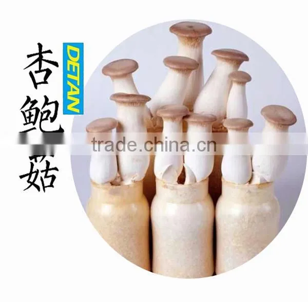 Dried Pleurotus Eryngii Mushroom Manufacturer in China photo-2