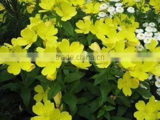 Cold Pressed Personal Care Organic Evening Primrose Plant Oil Cure PMS photo-3