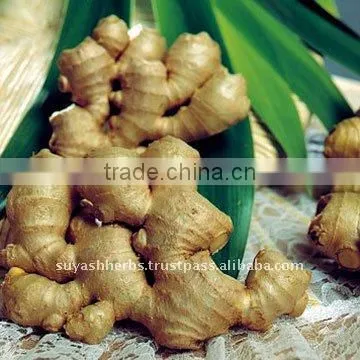 GINGER OIL