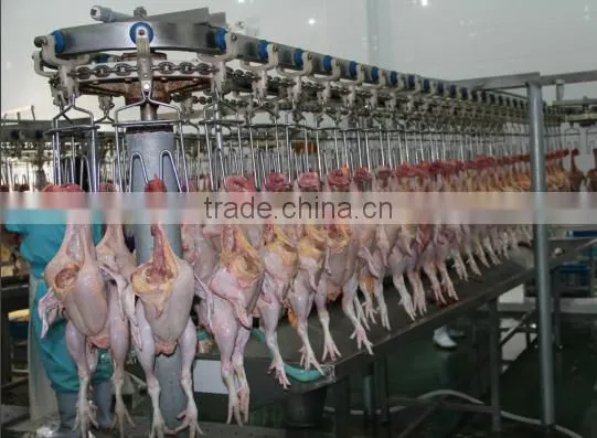 00861805209268 Halal Chickens Slaughtering Equipment for Abattoir House photo-3