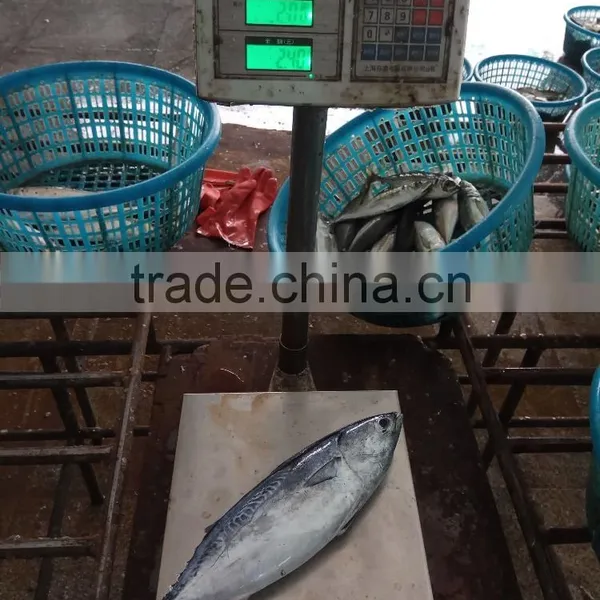 Superior Quality Bonito Tuna photo-2