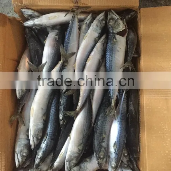 200-300g , Seafrozen , Pacific Mackerle , 15kg Ctn photo-2
