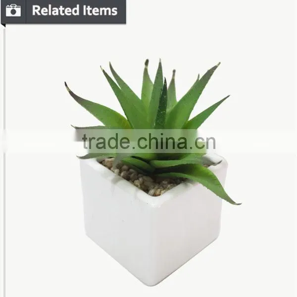 Kazuko Aoki Mini Succulent Plants Buy Direct From China Factory photo-3