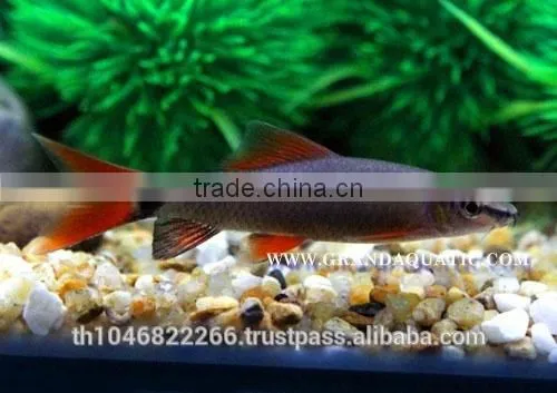 Rainbow Shark Fish/Ornamental Fish Thailand photo-5