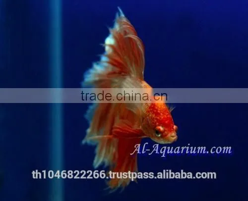 Halfmoon Betta Fish Farm For Sale and Export / Ornamental Fish Thailand photo-5