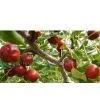 Spina Date Seed