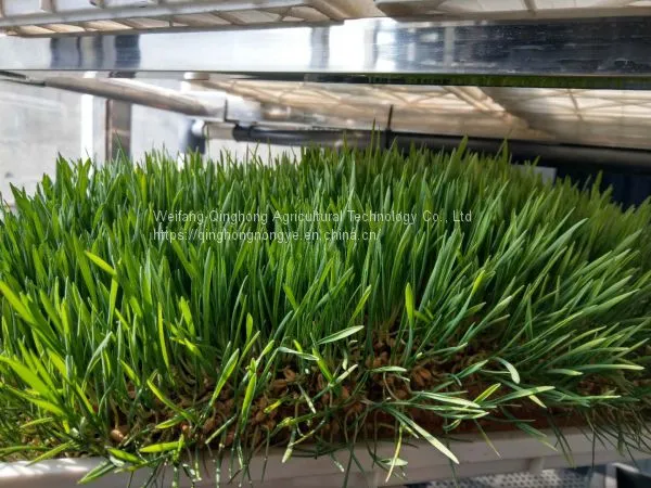 Container Type Hydroponic System Seed Germination Machine Hydroponic Forage Forage Planting System photo-3