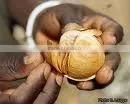 Seeds of Khaya Ivorensis