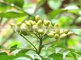 Neem Seed Oil photo-3