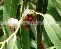 Eucalyptus Oil photo-4