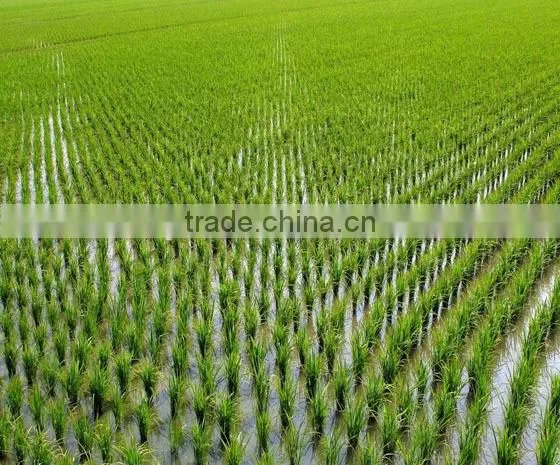 DF 12HP-22HP Walking Tractor Implement 6 Rows Rice Seeder , Paddy Land Rice Seeder photo-6