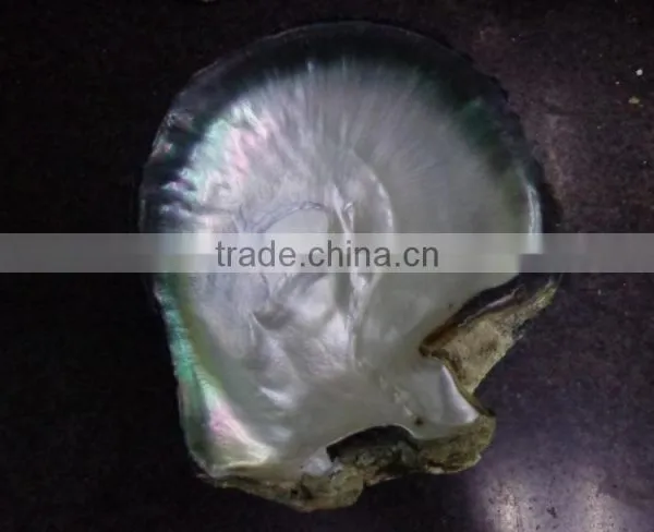 Big Black Lip Mother of Pearl Raw Shell Products photo-3