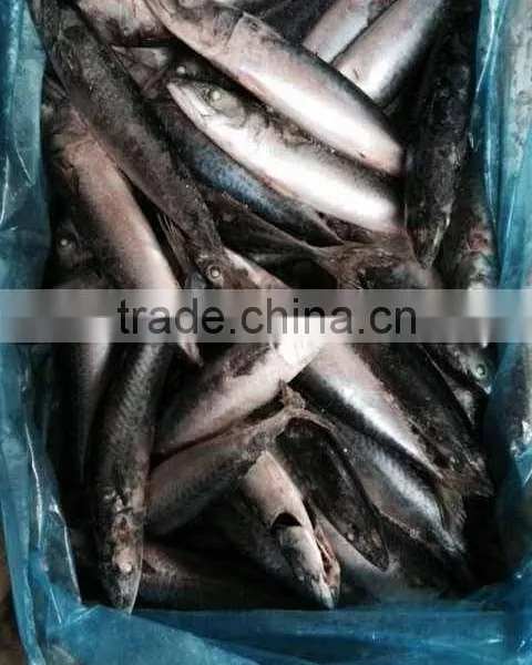 Frozen Mackerel Fish Maw photo-3